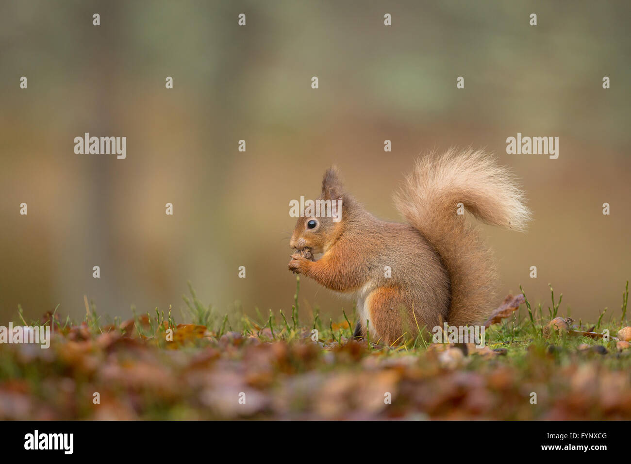 Squirrel eating leaves hires stock photography and images Alamy