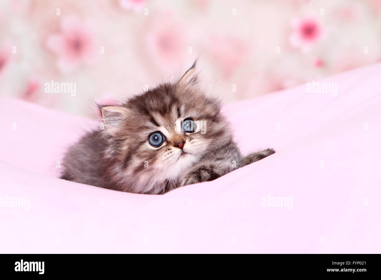 Persian Longhair. Kitten (6 weeks old) lying on a pink blanket. Germany Stock Photo