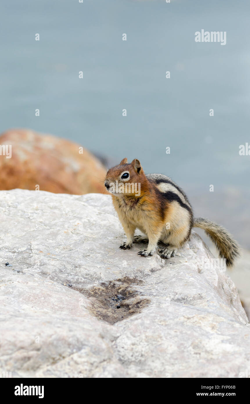Squirrel Chipmunk Lake Louise in  Park Stock Photo