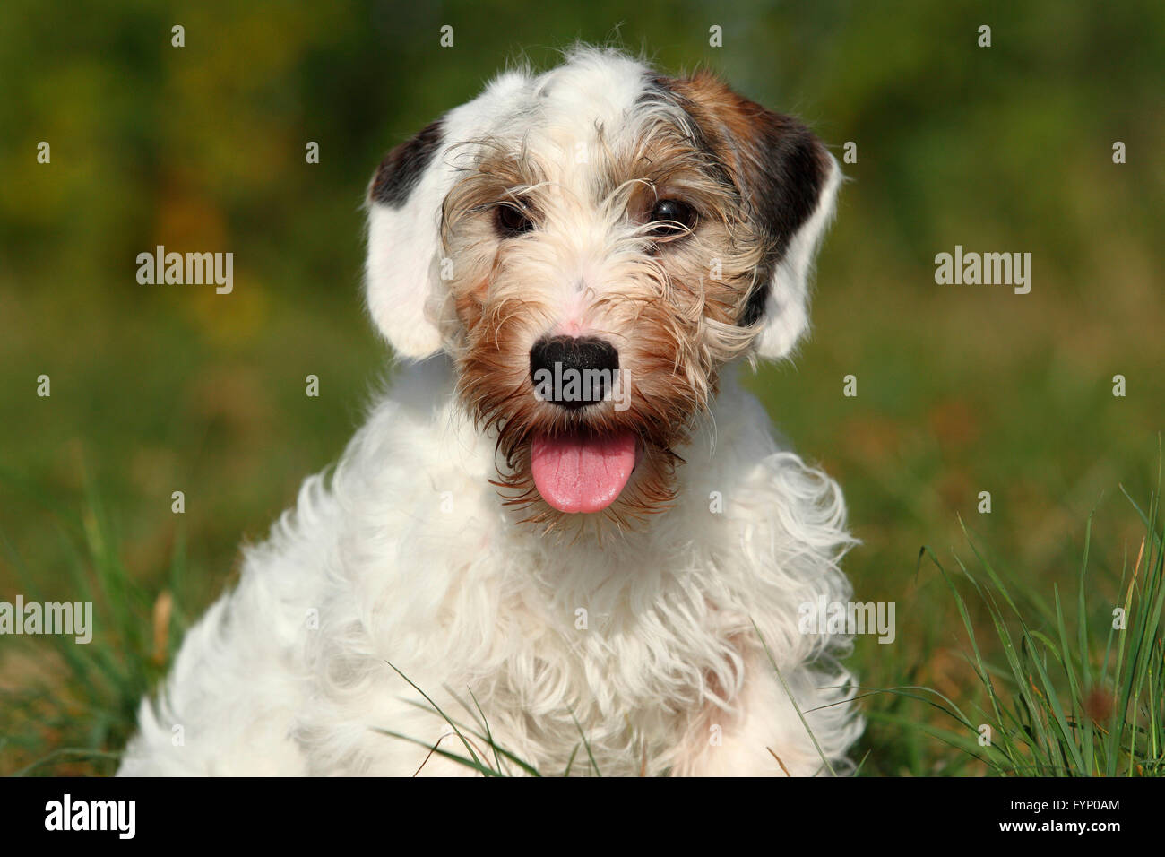 Sealyham x hotsell jack russell