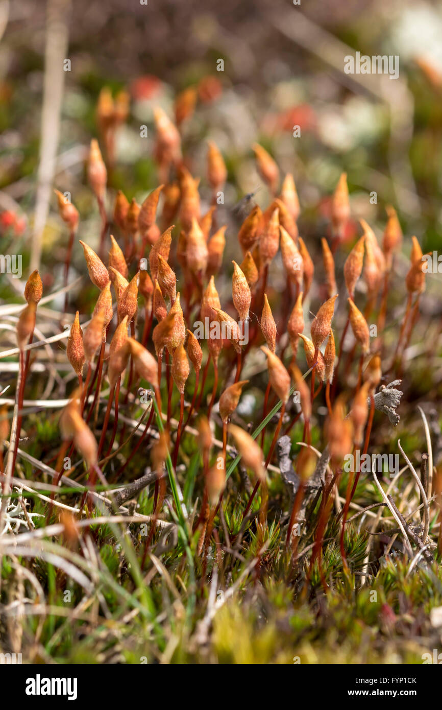 Pogonatum urnigerum moss growing on the uplands of Denbighshire North Wales Stock Photo