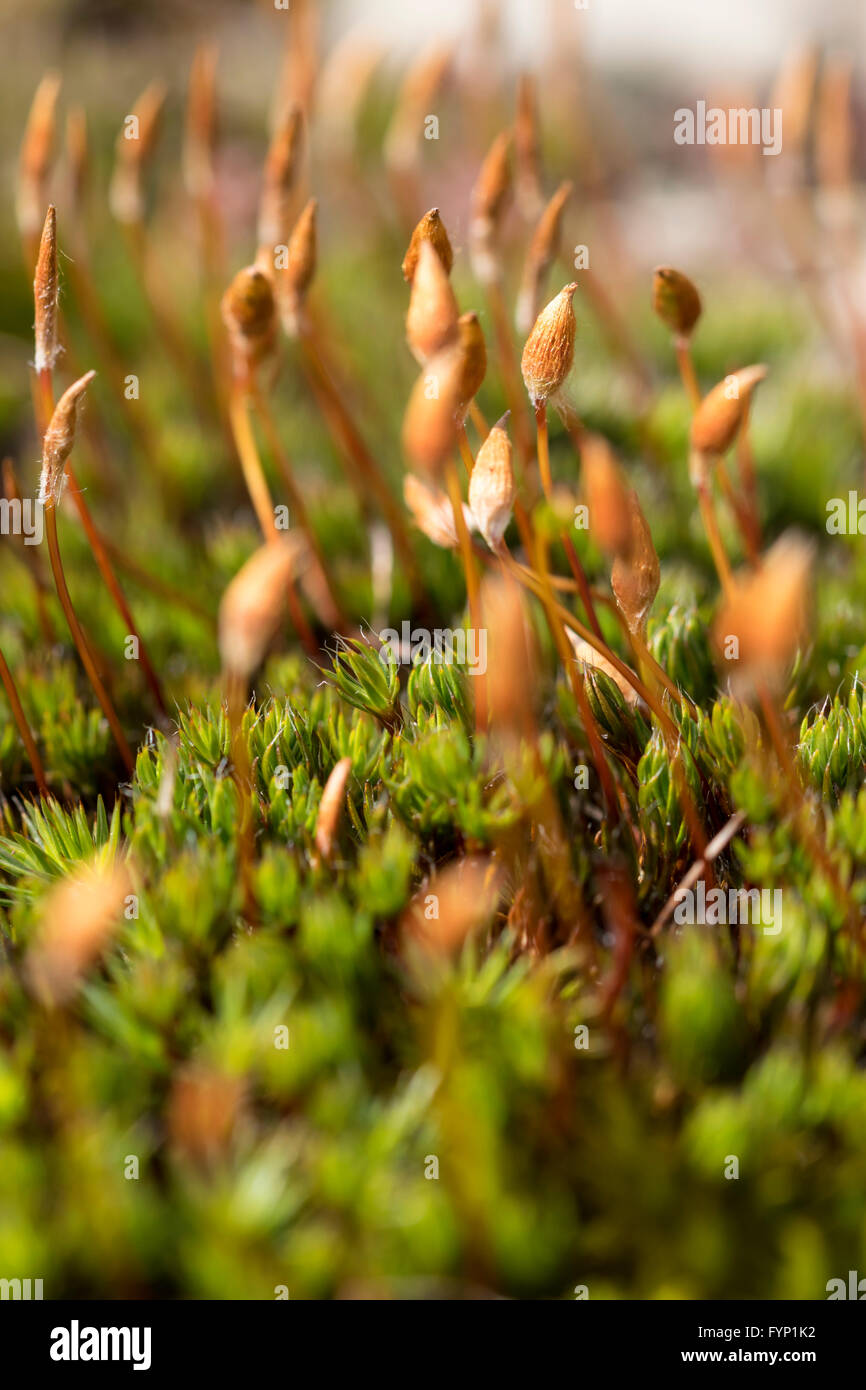 Pogonatum urnigerum moss growing on the uplands of Denbighshire North Wales Stock Photo