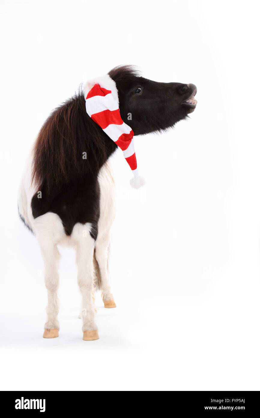 Shetland Pony. Piebald mare wearing Santa Claus cup neighing or doing the flehmen. Studio picture against a white background. Germany Stock Photo