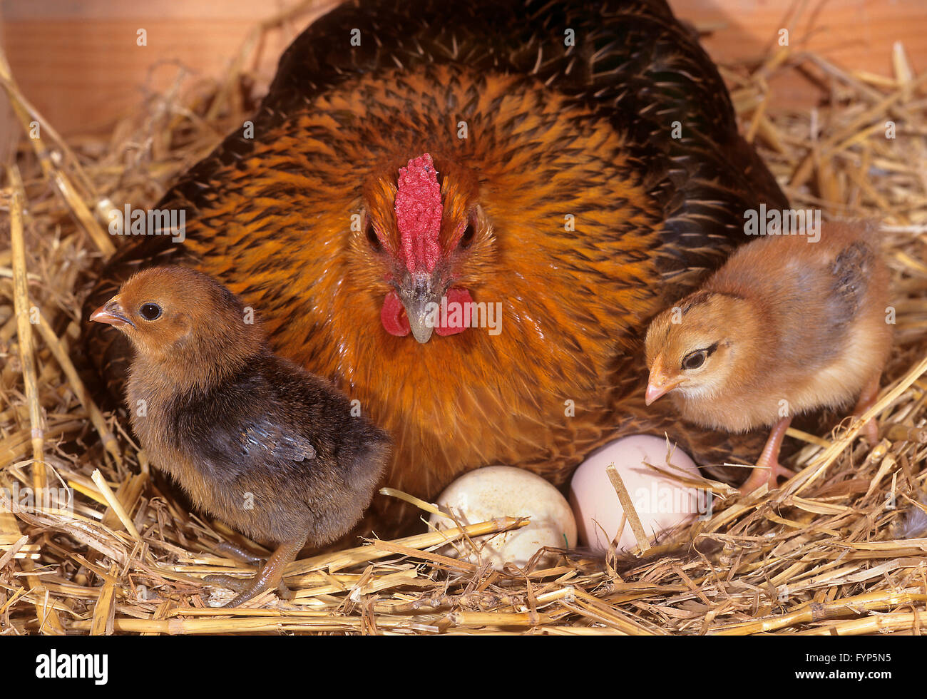 Domestic Chicken. Sitting hen in a henhouse with two newly hatched chicks. Germany Stock Photo