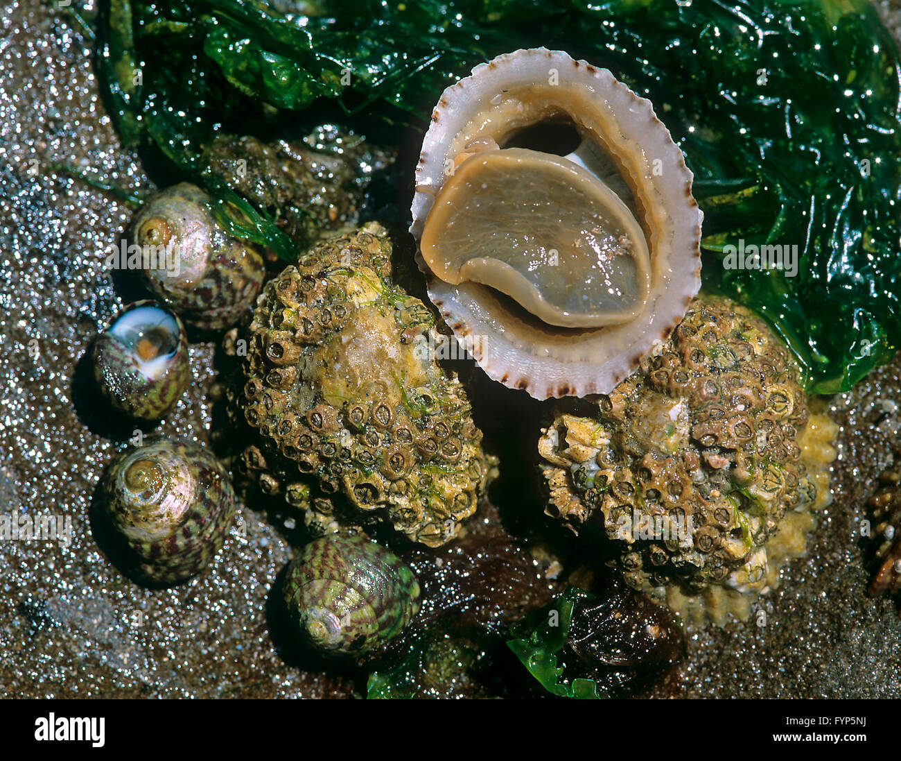 Common Limpet (Patella vulgata). Three individuals, ones of them seen from underneath next to four Flat Top Shells (Gibbula umbilicalis). England, North Sea Stock Photo