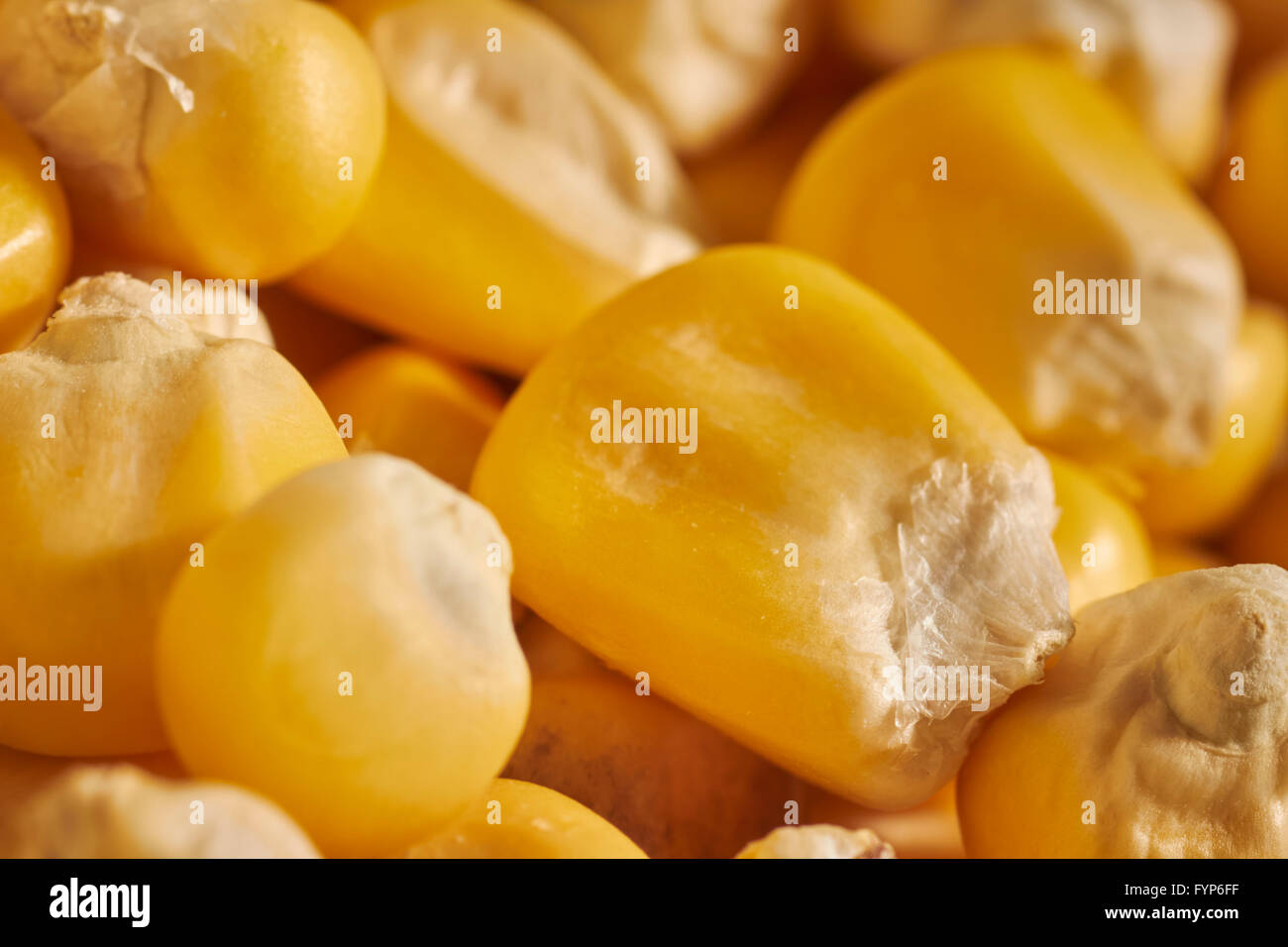 dried kernels of dent corn grown by Native American farmers in the