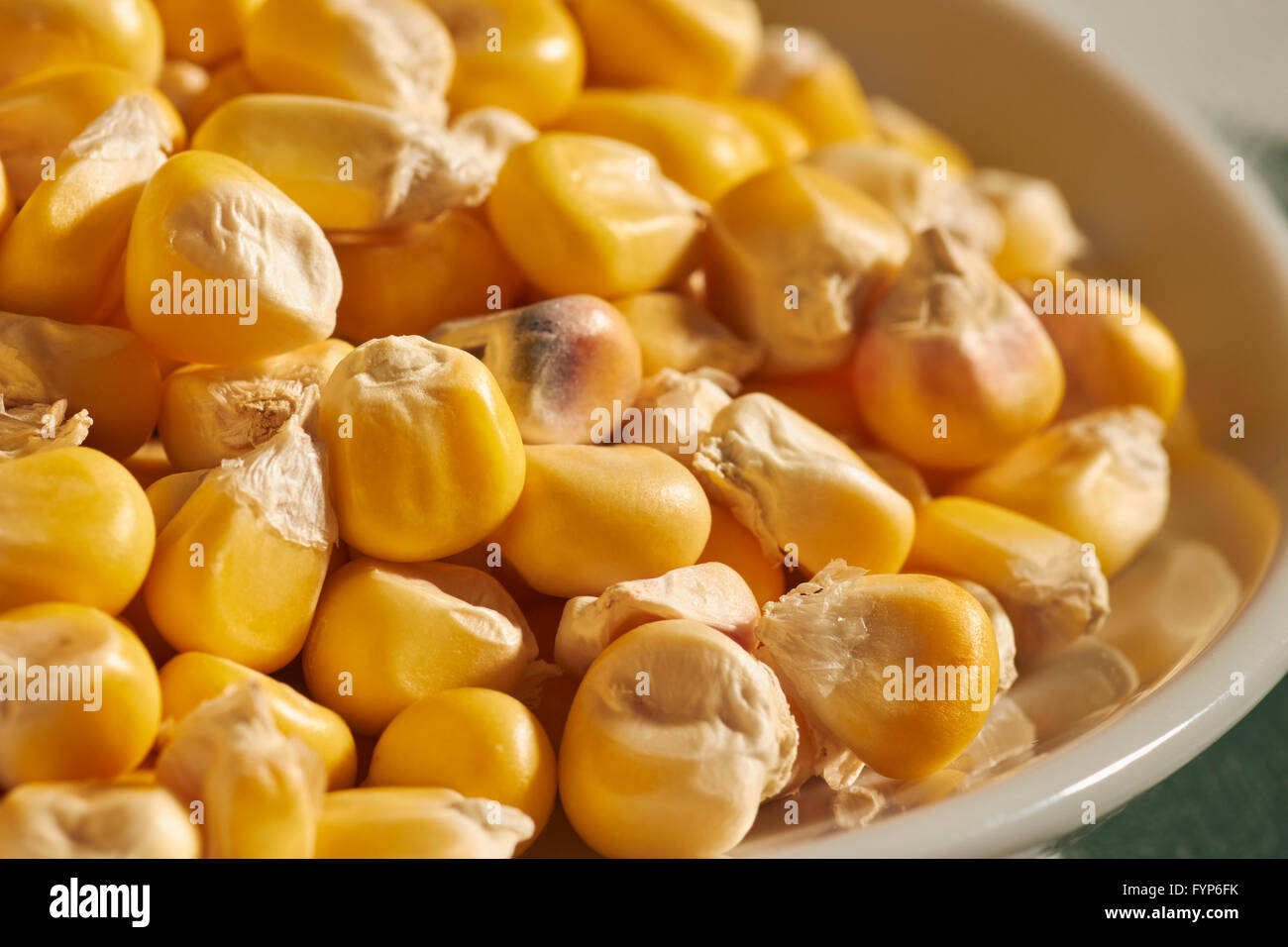 dried kernels of dent corn grown by Native American farmers in the