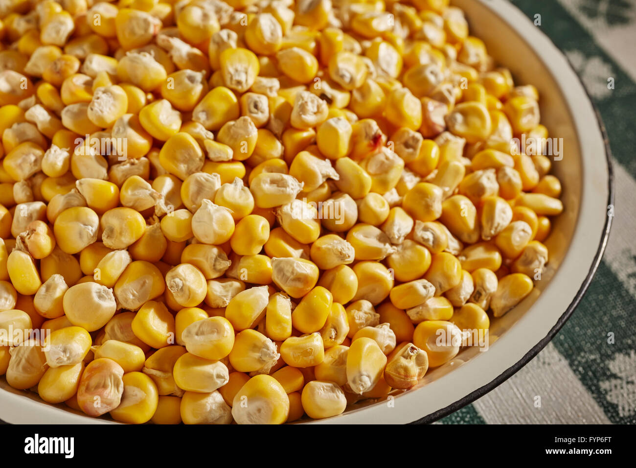 dried kernels of dent corn grown by Native American farmers in the