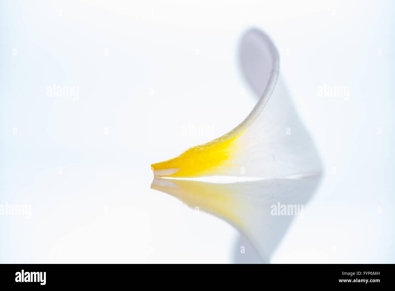 Frangipani flower petal Stock Photo