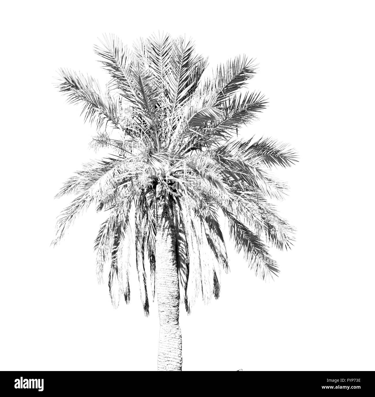 tropical palm in morocco africa alone and the sky Stock Photo
