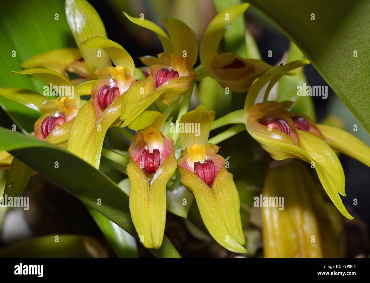 Robust Cirrhopetalum Orchid - Bulbophyllum graveolens  From New Guinea rainforests Stock Photo