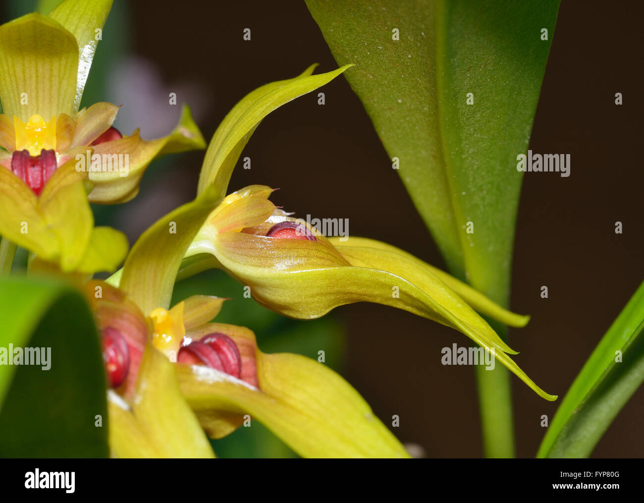 Robust Cirrhopetalum Orchid - Bulbophyllum graveolens  From New Guinea rainforests Stock Photo