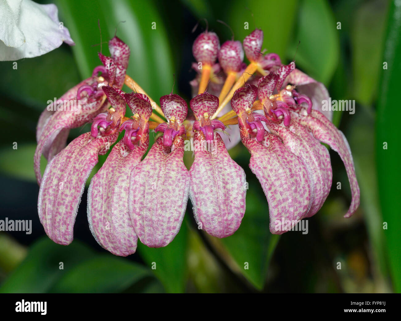 Eberhardts Bulbophyllum Orchid - Bulbophyllum eberhardtii  Found in Myanmar, Thailand, Vietnam and southern China Stock Photo
