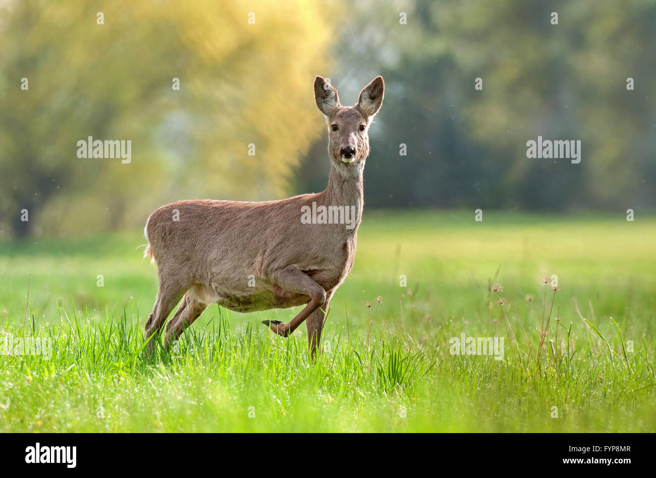 Wild roe deer in gestation period Stock Photo