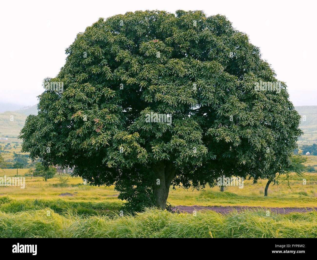 Mango tree hi-res stock photography and images - Alamy