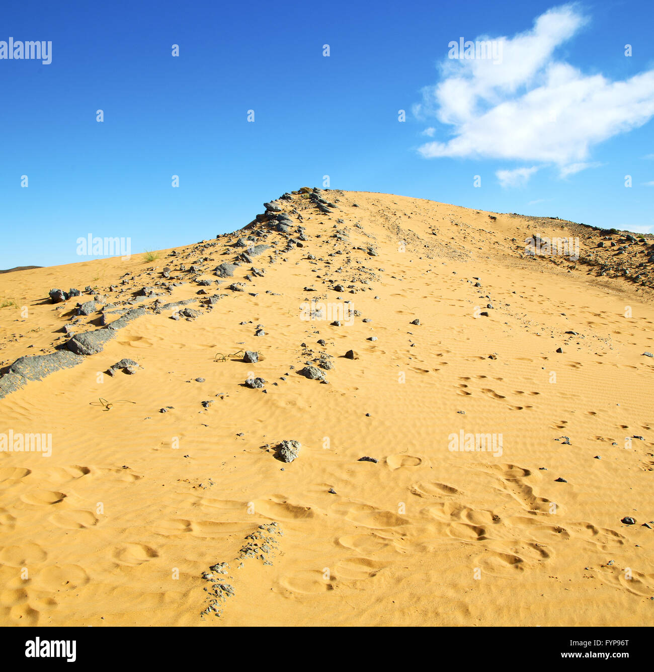old fossil in the desert of morocco sahara and rock stone sky Stock