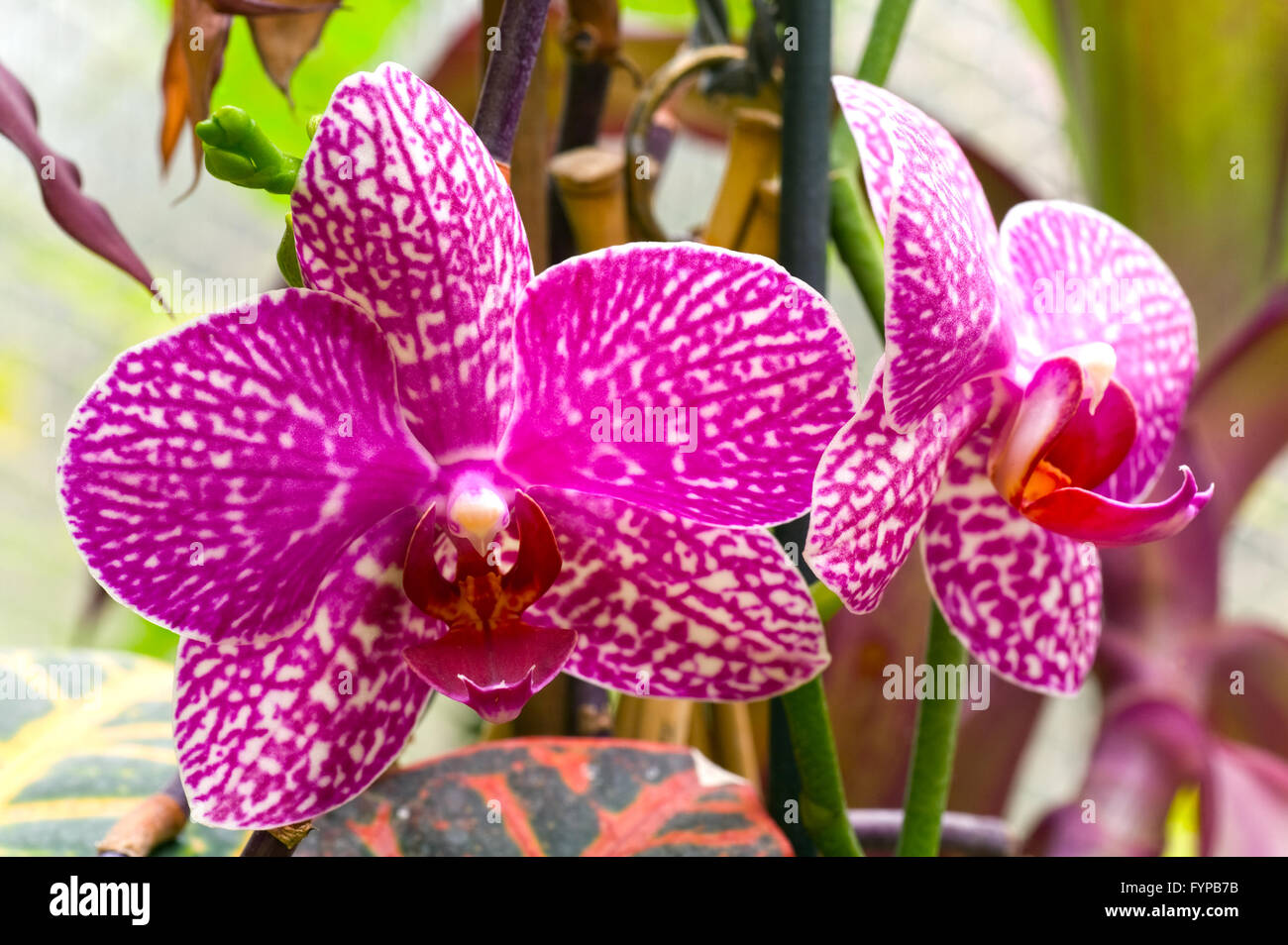 orchid flower Stock Photo