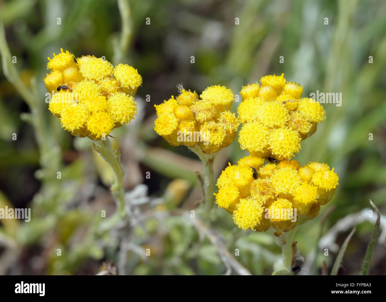 Helichrysum stoechas barrelieri syn. Helichrysum conglobatum Yellow flower from Cyprus Stock Photo