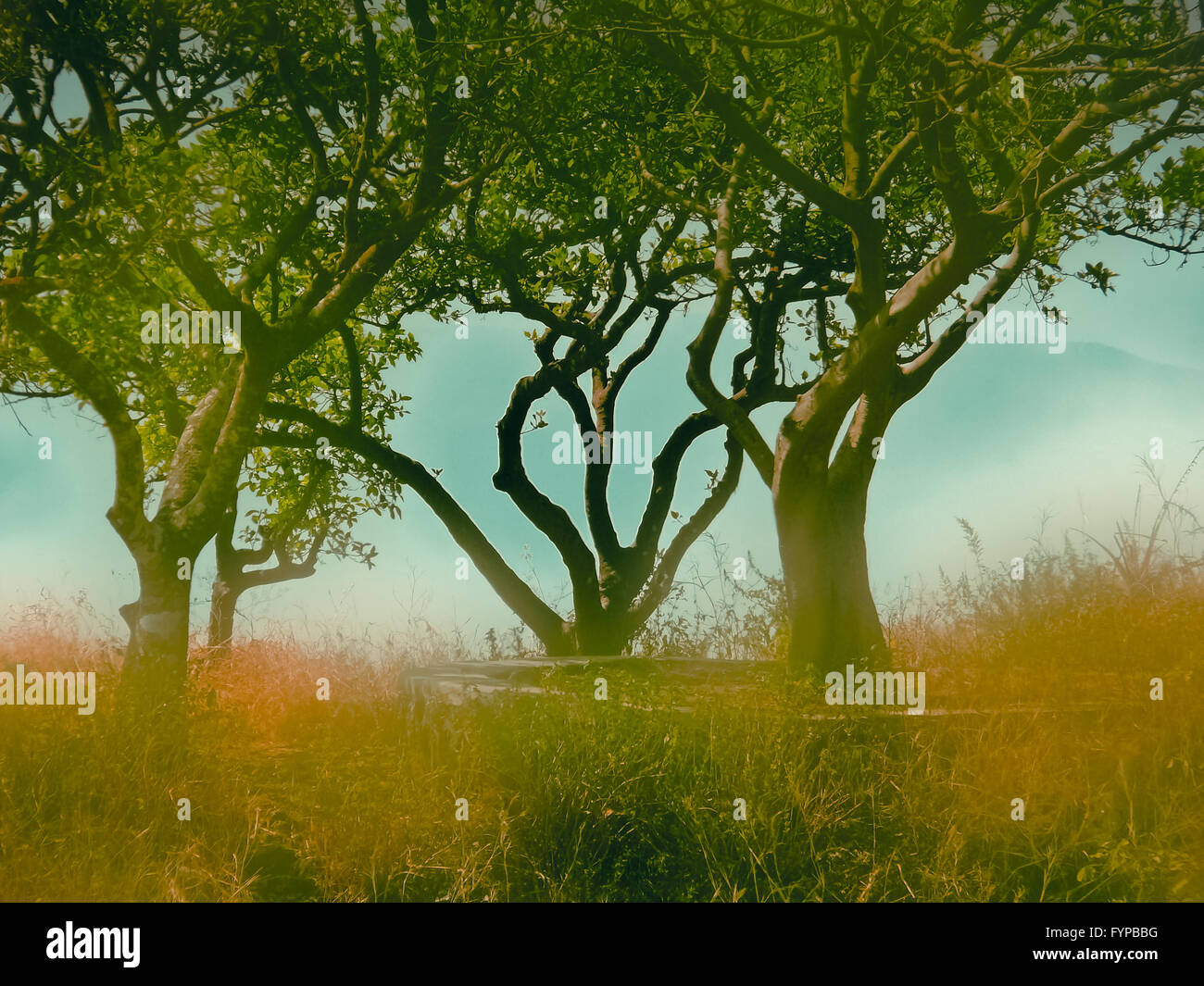 Trees on a forestland Stock Photo