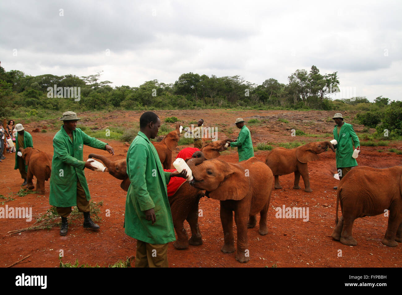 Bébé éléphant dans le parc de Manyara - Guillaume Astruc Photography