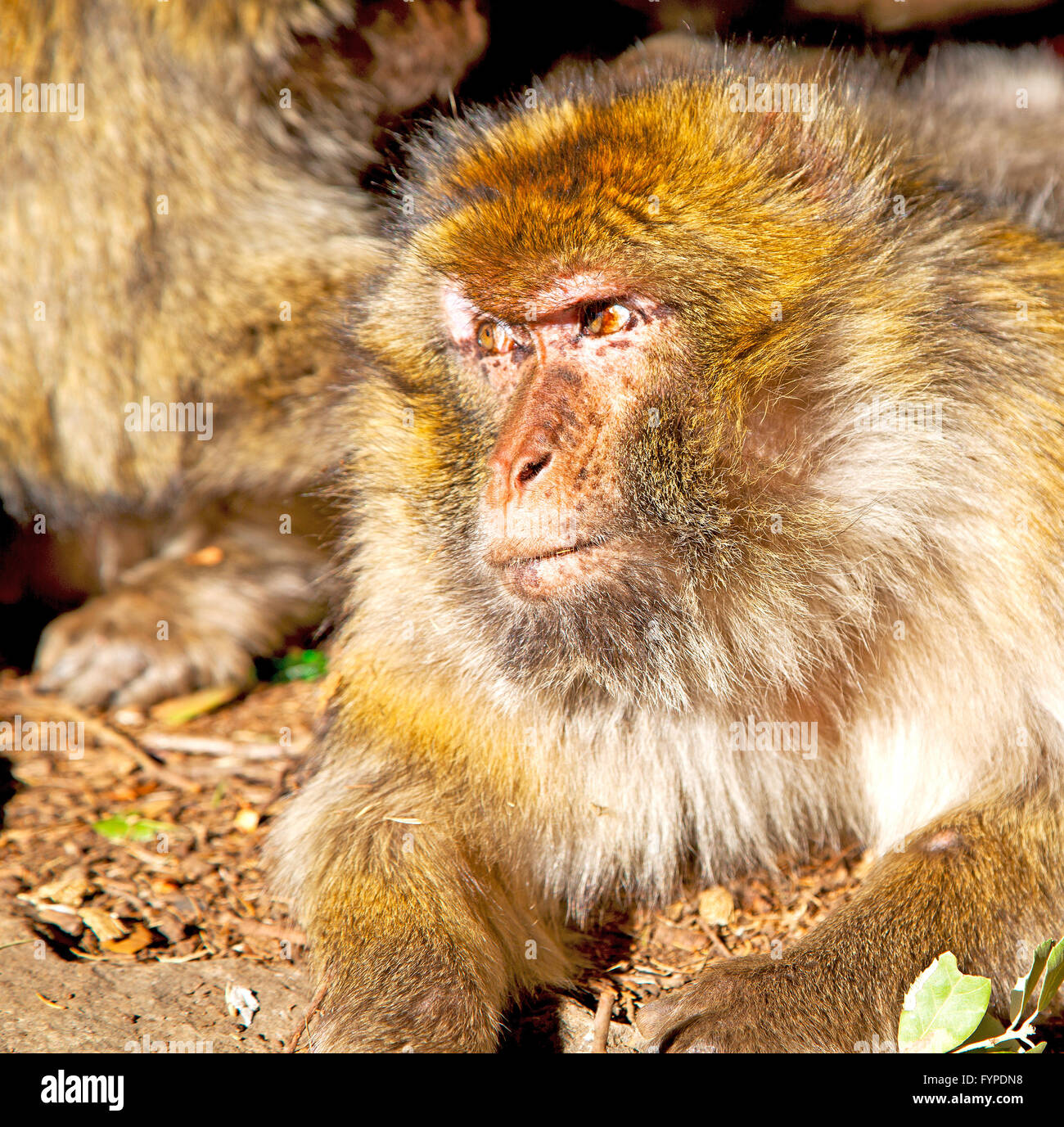 bush monkey in africa morocco and natural background fauna close up Stock Photo