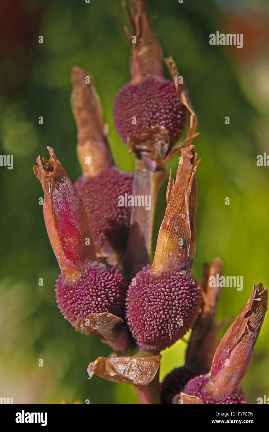 Sarbajaya Hi Res Stock Photography And Images Alamy