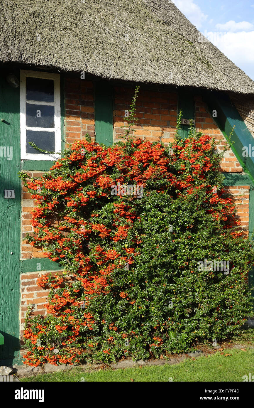 pyracantha in a farm house Stock Photo