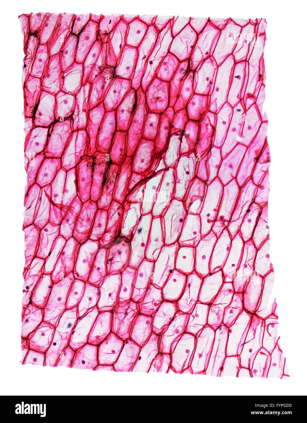 Onion epidermus micrograph Stock Photo