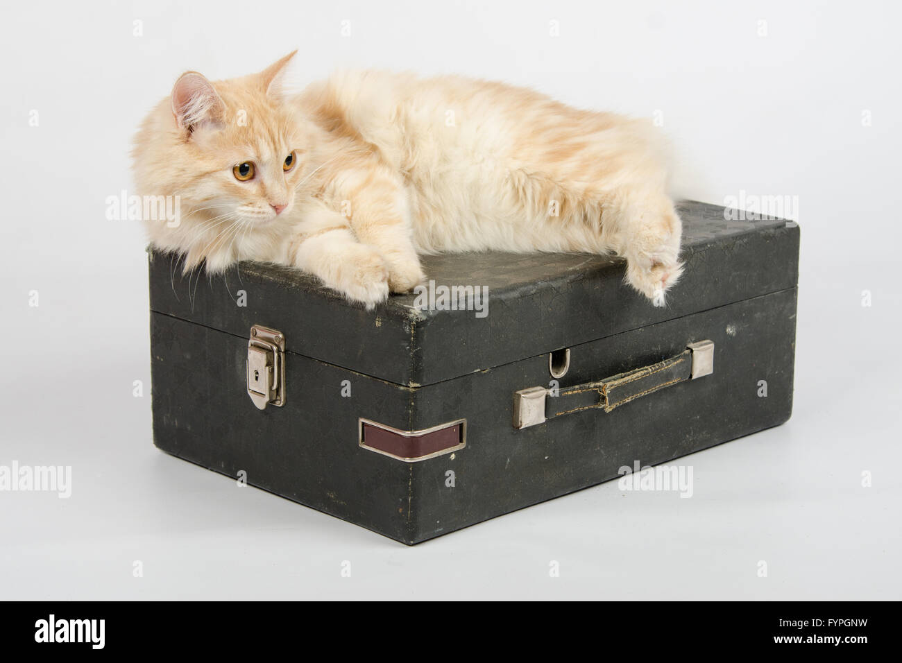 Cat resting on an old suitcase with a gramophone on a white background Stock Photo