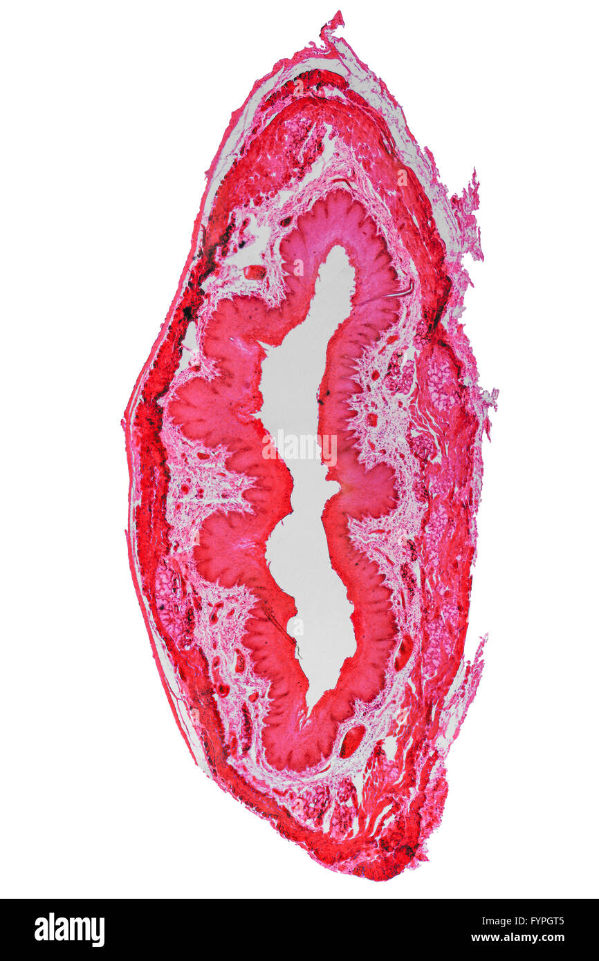 Epithelium micrograph Stock Photo