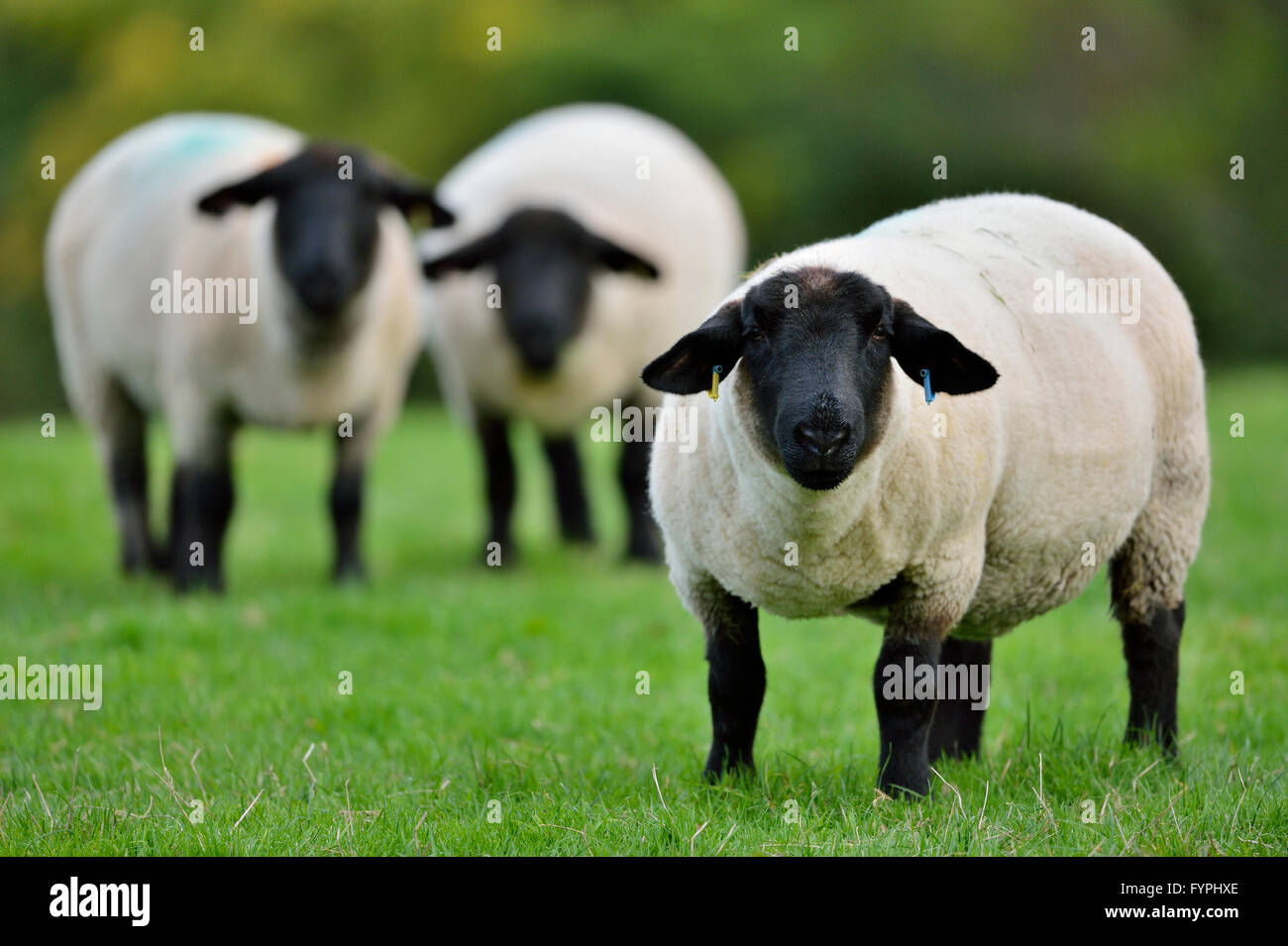 Sheep (Ovis aries) in a field, UK Stock Photo