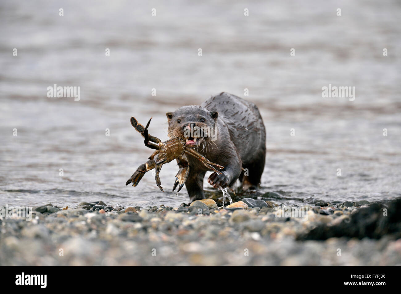 Euorpean Otter (Lutra lutra) with a crab. Isle of Mull, Scotland, UK Stock Photo