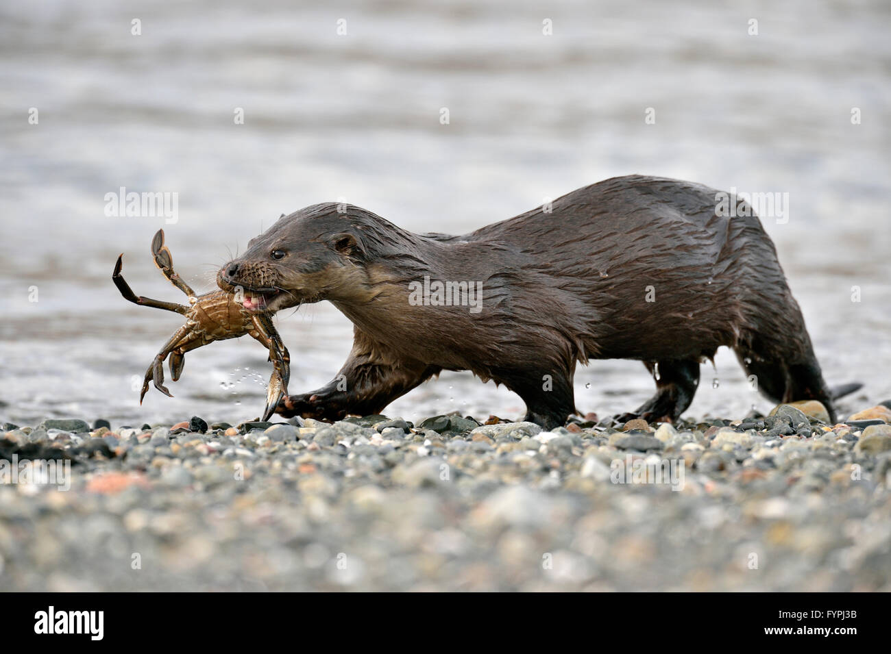 Euorpean Otter (Lutra lutra) with a crab. Isle of Mull, Scotland, UK Stock Photo