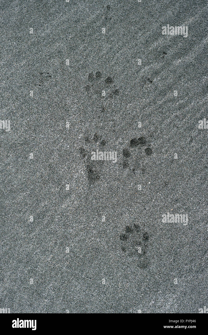 Otter tracks hi-res stock photography and images - Alamy