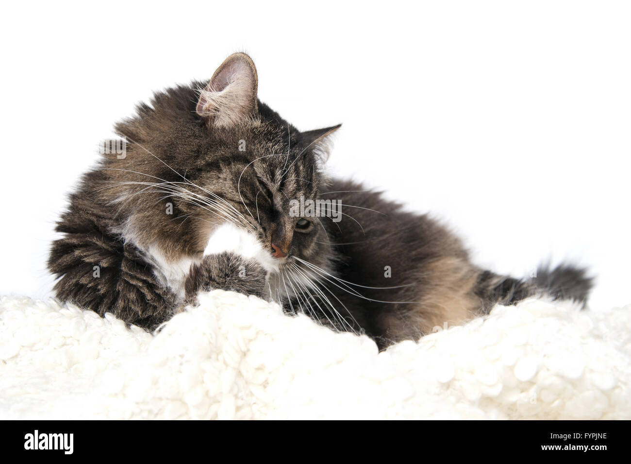 Cat chews his paw. Stock Photo