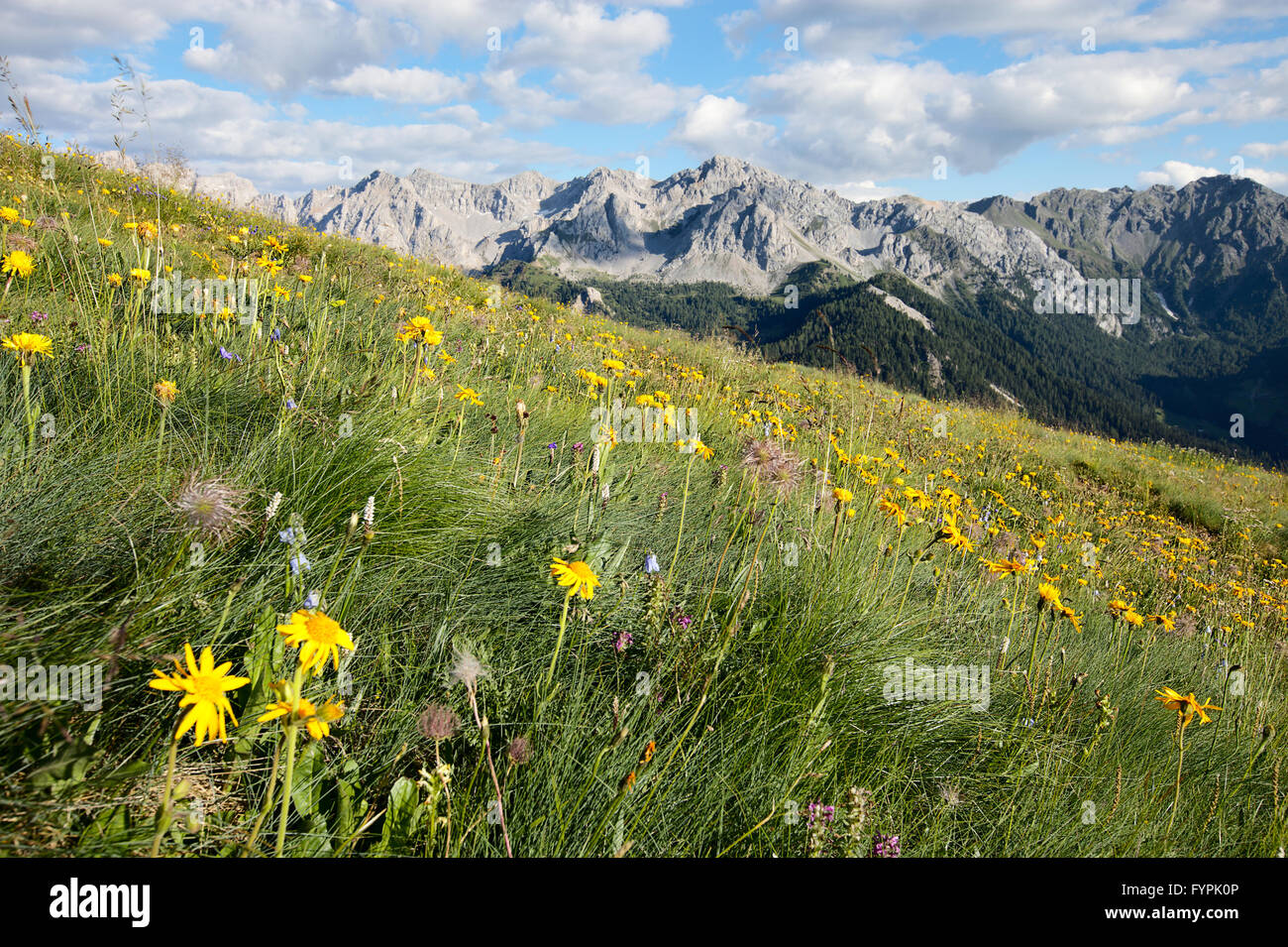 alpine meadows Stock Photo