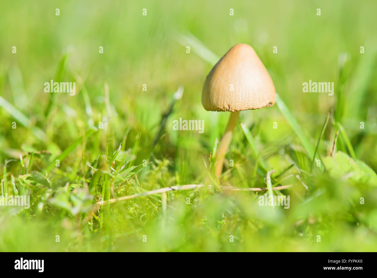 Beautiful toxic mushroom Stock Photo