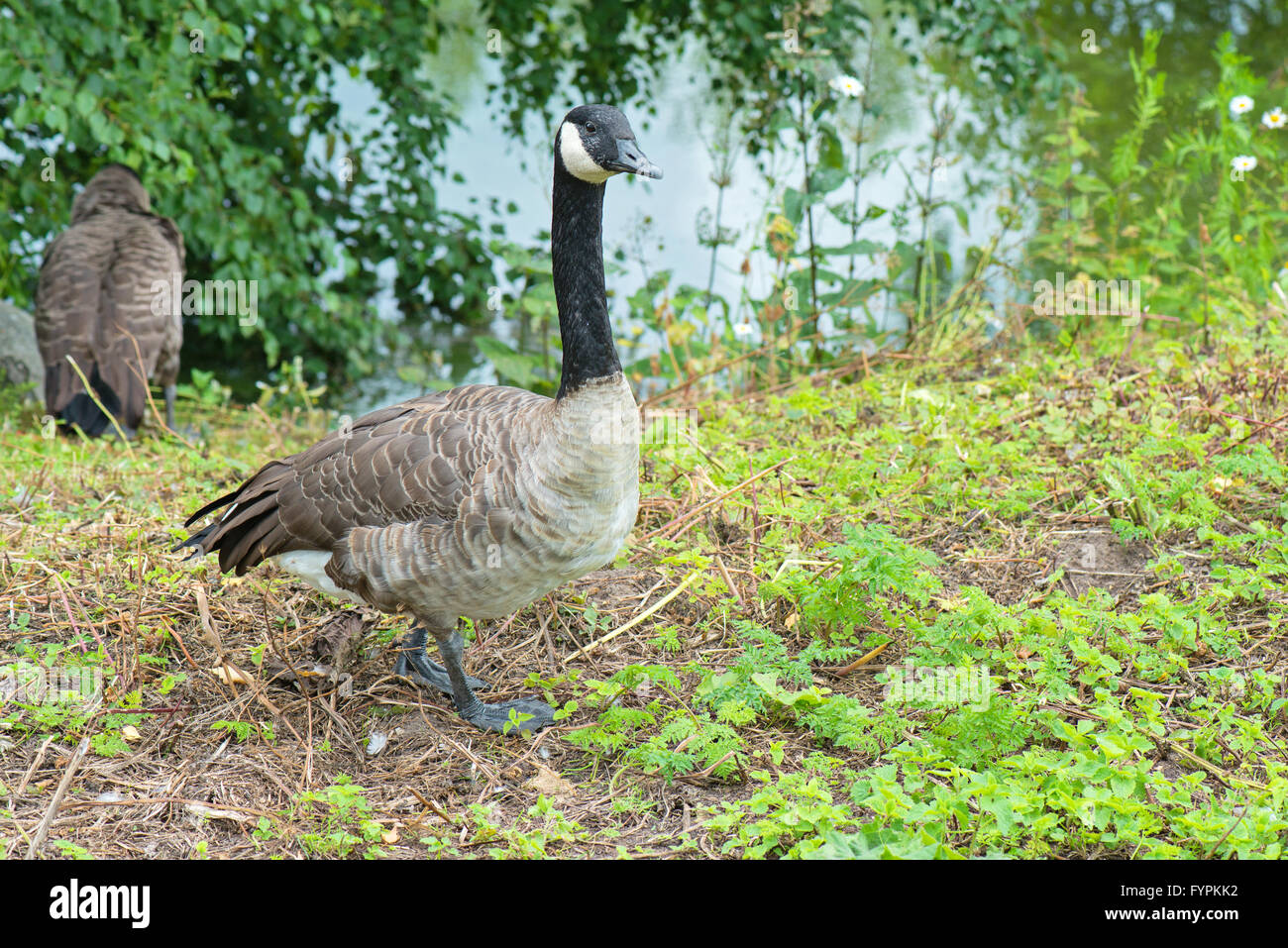 Gray canadian goose on green field Stock Photo