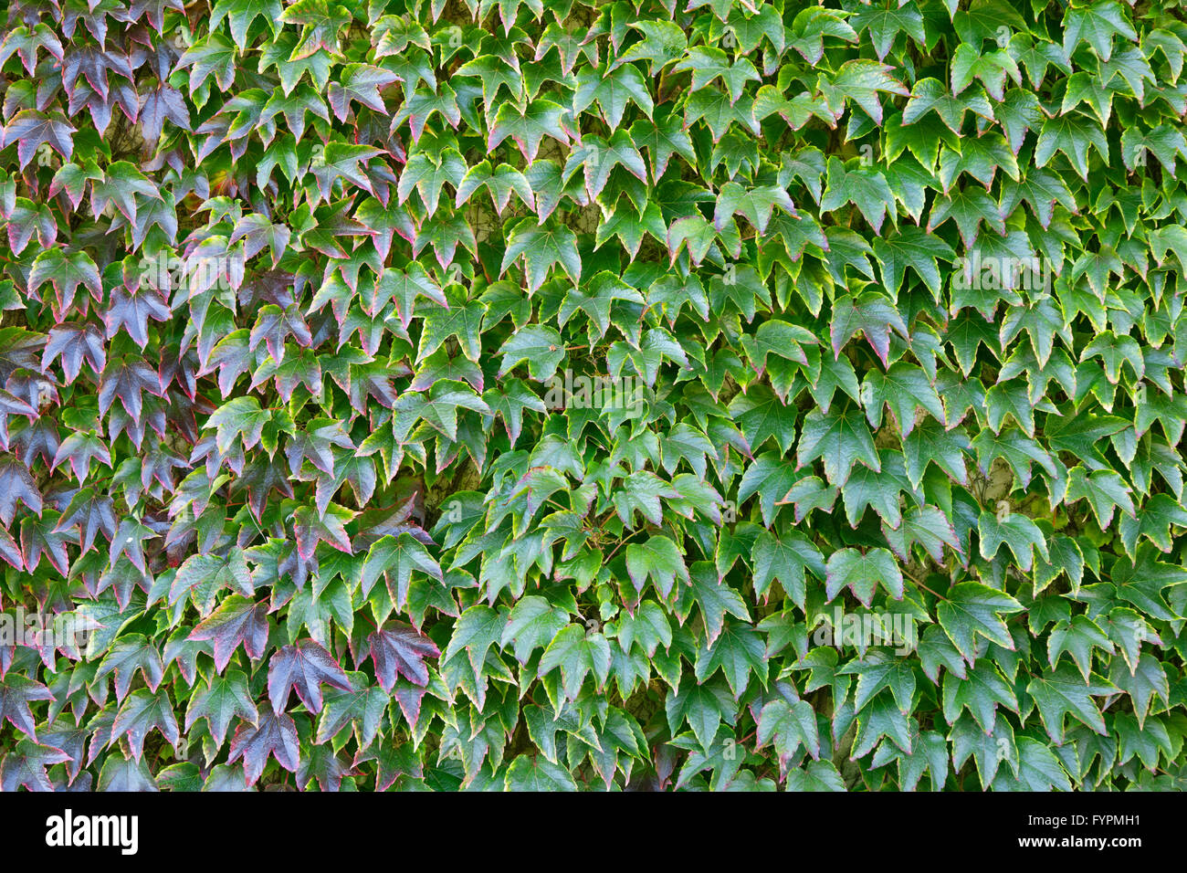 A wall covered in green and red tinged ivy Stock Photo