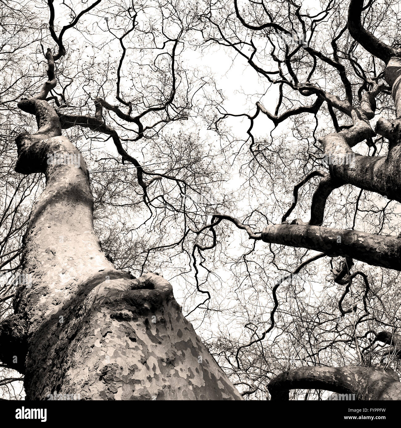 Dead old tree brunch hi-res stock photography and images - Alamy