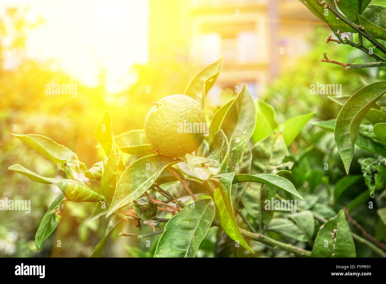 Lime tree fruits Stock Photo Alamy