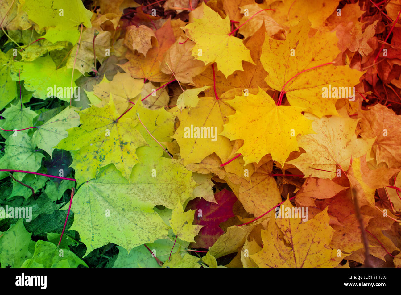 colored leavea, red, yellow, green foliage Stock Photo