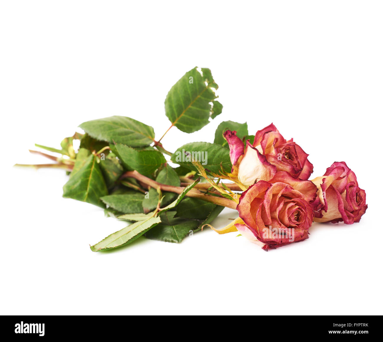 Dried pink roses over the white background Stock Photo Alamy