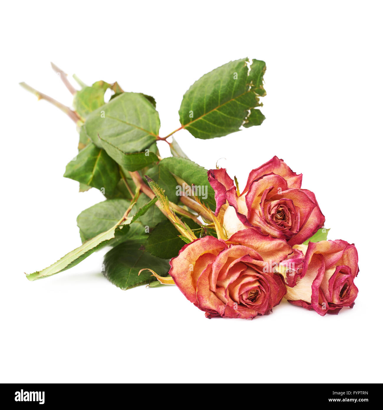 Dried pink roses over the white background Stock Photo Alamy