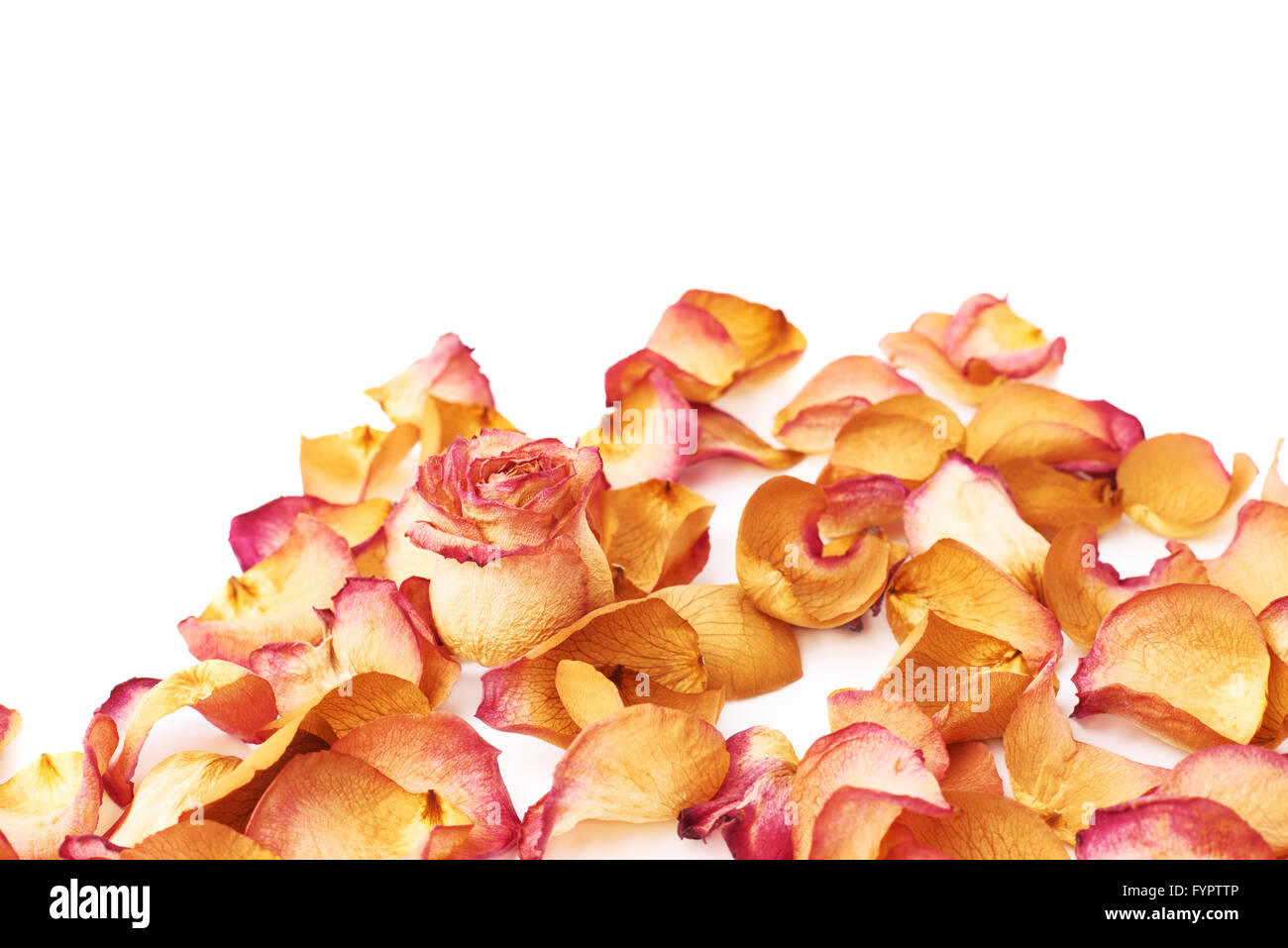 White surface covered with pink rose petals and single bud as a