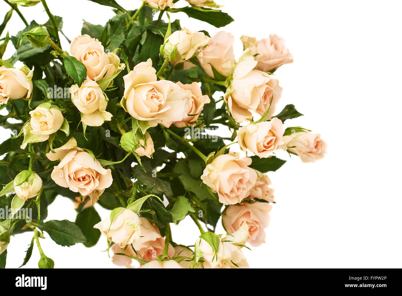 Bouquet of roses over white isolated background Stock Photo - Alamy