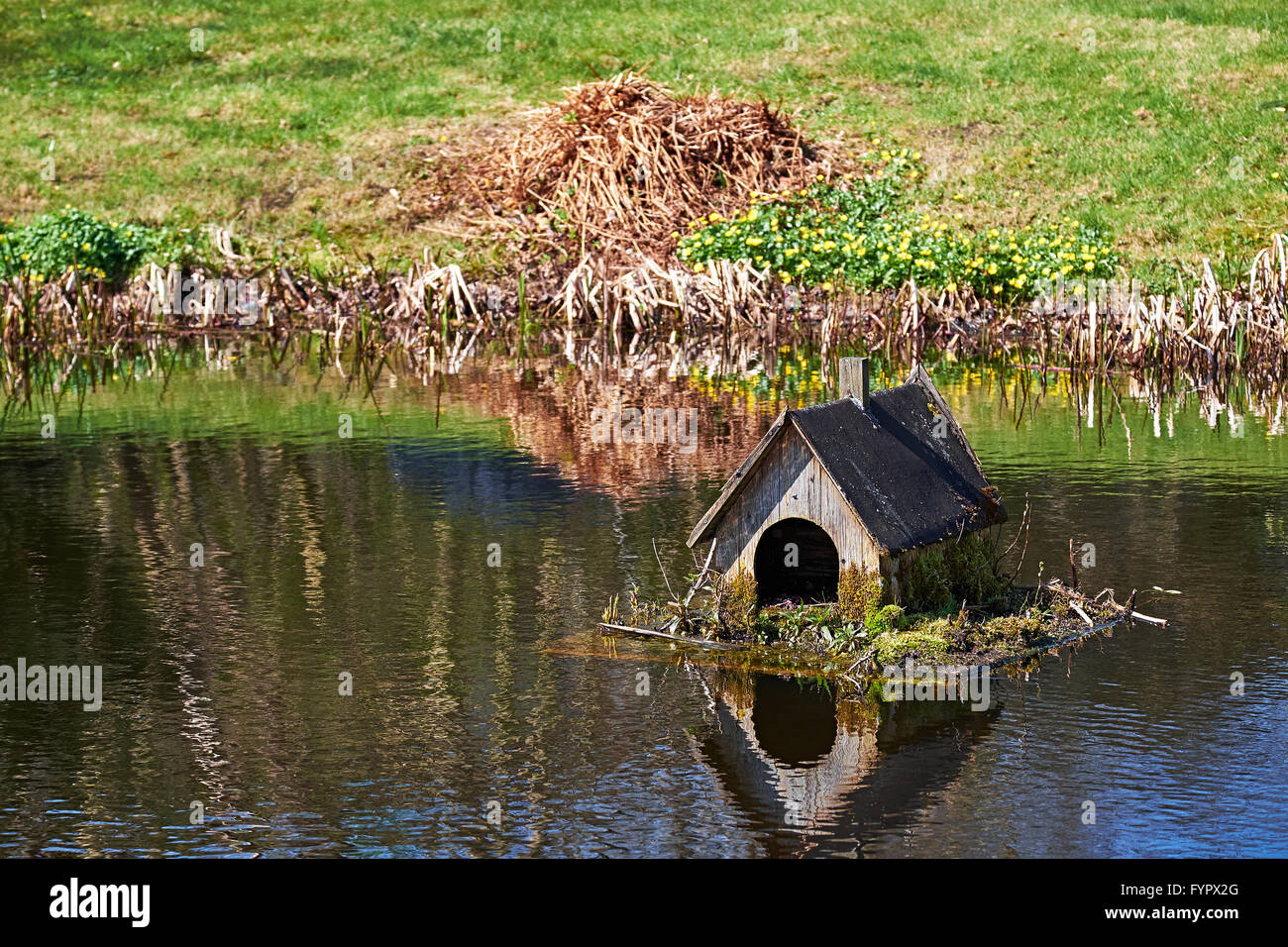 Old rotten duck shelter overgrown with moss and weed, floating on a small lake Stock Photo
