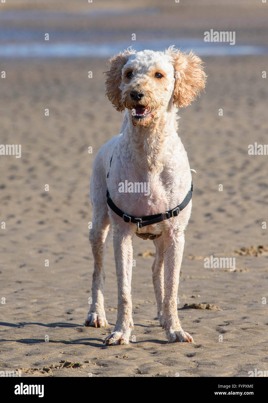 Apricot coloured Labradoodle dog standing on a sandy beach Stock Photo
