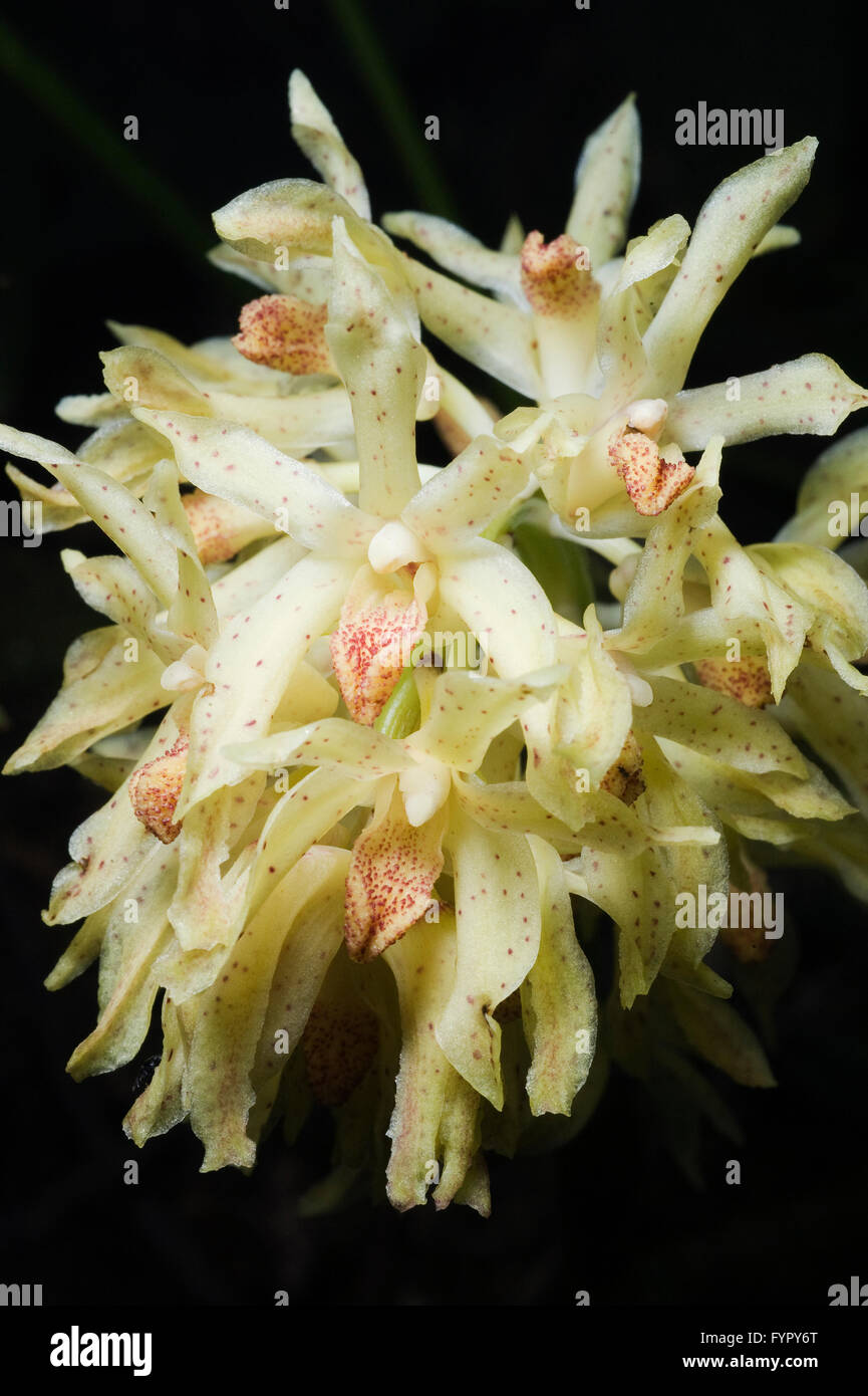 Wild orchid, unknown species, Yungas forest, Eastern Andes, Amazonas state, PERU Stock Photo