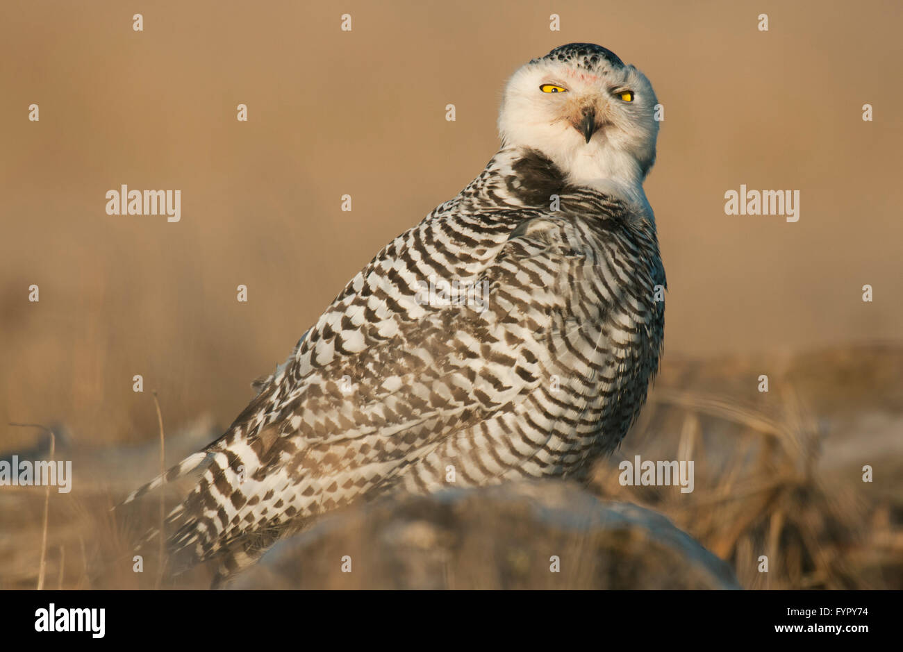 Snowy Owl (Bubo scandiacus) Winter, Grays Harbor, Washington State Stock Photo